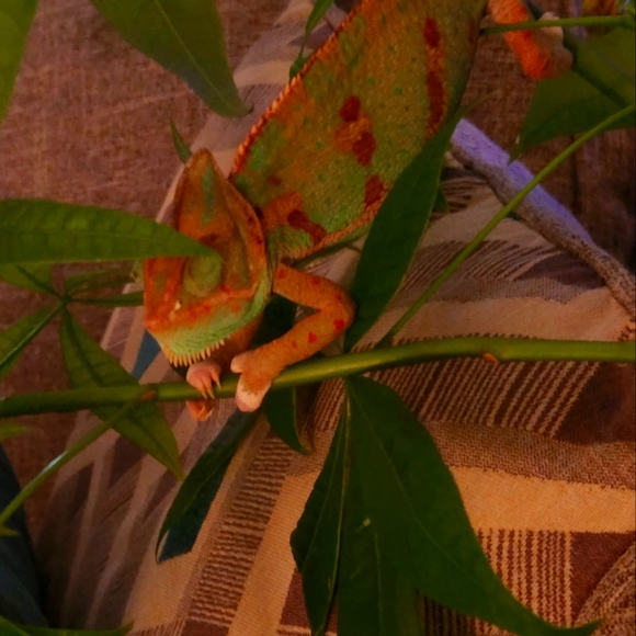 I'm a thrifter at heart but love my labels !! All brands pre-owned with care - Picture 1 of 1